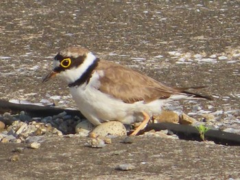 2021年6月21日(月) 境川遊水地公園の野鳥観察記録