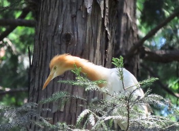 アマサギ 場所が不明 2021年6月21日(月)