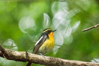 2021年6月20日(日) 狭山丘陵の野鳥観察記録