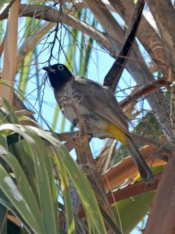 White-spectacled Bulbul Tel Aviv, Israel  Mon, 6/21/2021