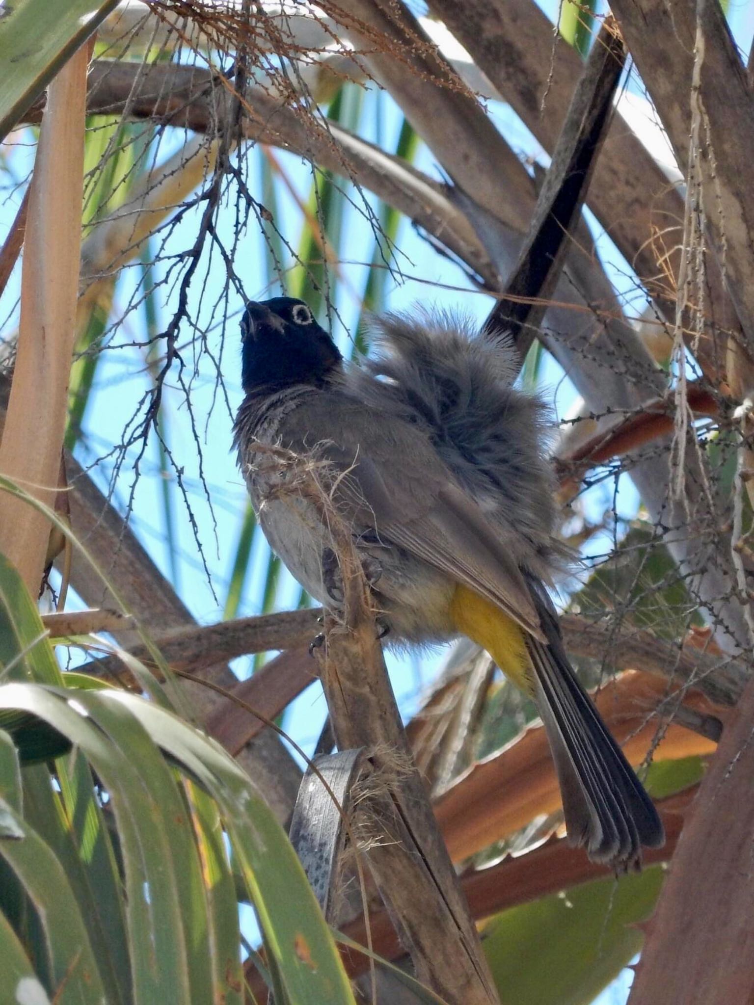 Photo of White-spectacled Bulbul at Tel Aviv, Israel  by tlvatsko83