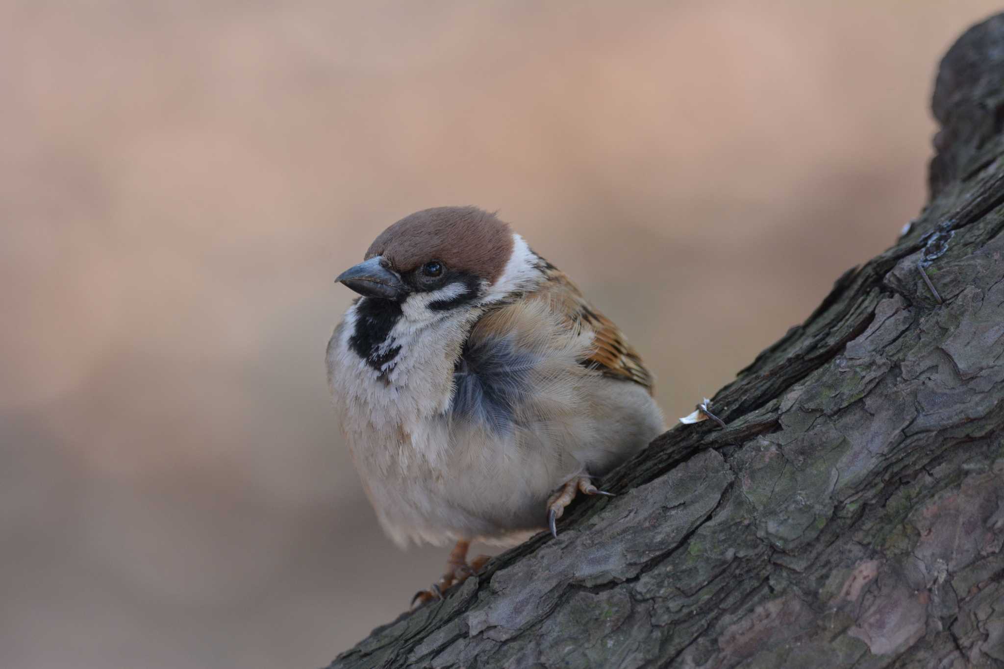 Photo of Eurasian Tree Sparrow at Shinjuku Gyoen National Garden