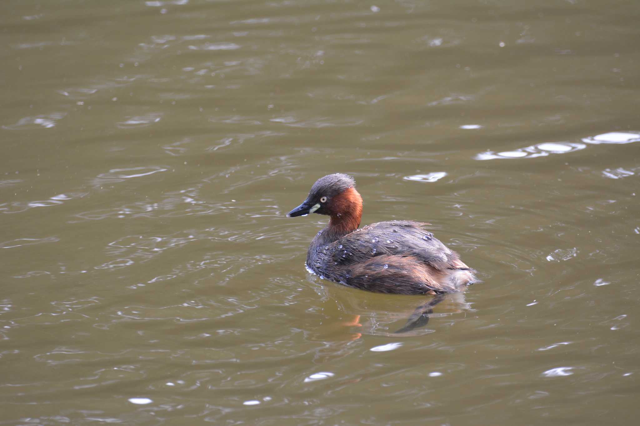 Photo of Little Grebe at Shinjuku Gyoen National Garden