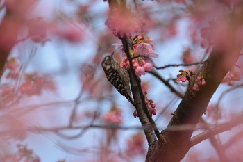 コゲラ 新宿御苑 2017年3月19日(日)