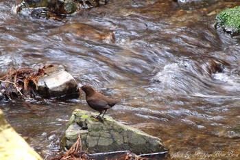 Brown Dipper Unknown Spots Thu, 3/23/2017