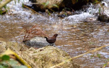 Brown Dipper Unknown Spots Thu, 3/23/2017