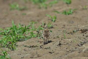 ヒバリ 紫雲寺記念公園 2015年6月25日(木)