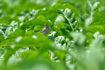 ヒバリ 紫雲寺記念公園 2015年6月25日(木)