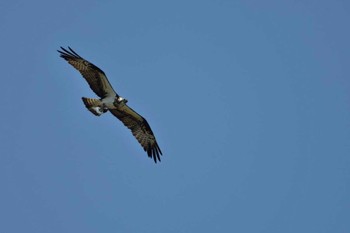 ミサゴ 紫雲寺記念公園 2015年6月25日(木)