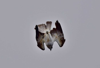 Osprey Unknown Spots Thu, 3/23/2017