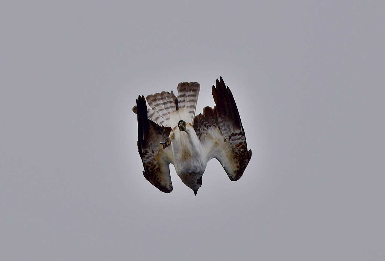 Photo of Osprey at  by くまのみ