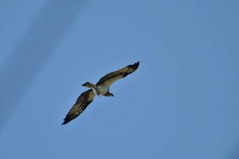 ミサゴ 紫雲寺記念公園 2015年6月25日(木)