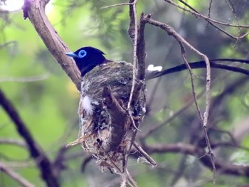 サンコウチョウ 宮ヶ瀬湖 2021年6月13日(日)