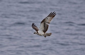 Osprey Unknown Spots Thu, 3/23/2017