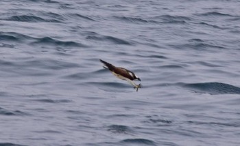 Osprey Unknown Spots Thu, 3/23/2017