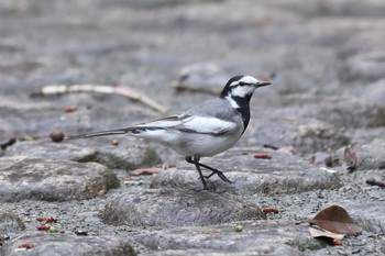 Wagtail 夙川河川敷公園 Sun, 5/16/2021