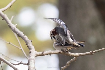 Chestnut-cheeked Starling 日和山公園(酒田市) Sat, 5/8/2021