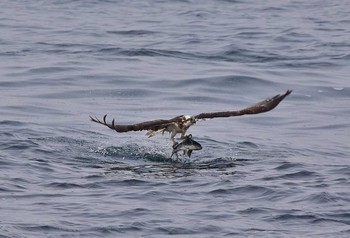 Osprey Unknown Spots Thu, 3/23/2017