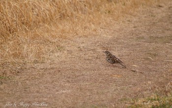 White's Thrush Unknown Spots Thu, 3/16/2017