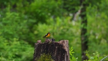 Narcissus Flycatcher Senjogahara Marshland Sun, 6/20/2021