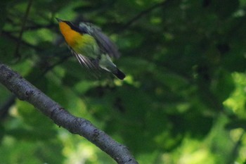 2021年6月22日(火) 福井緑地(札幌市西区)の野鳥観察記録