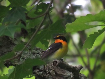 2021年6月22日(火) 函館市の野鳥観察記録