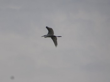 Little Egret 内之浦ひがた親水公園 Tue, 6/22/2021