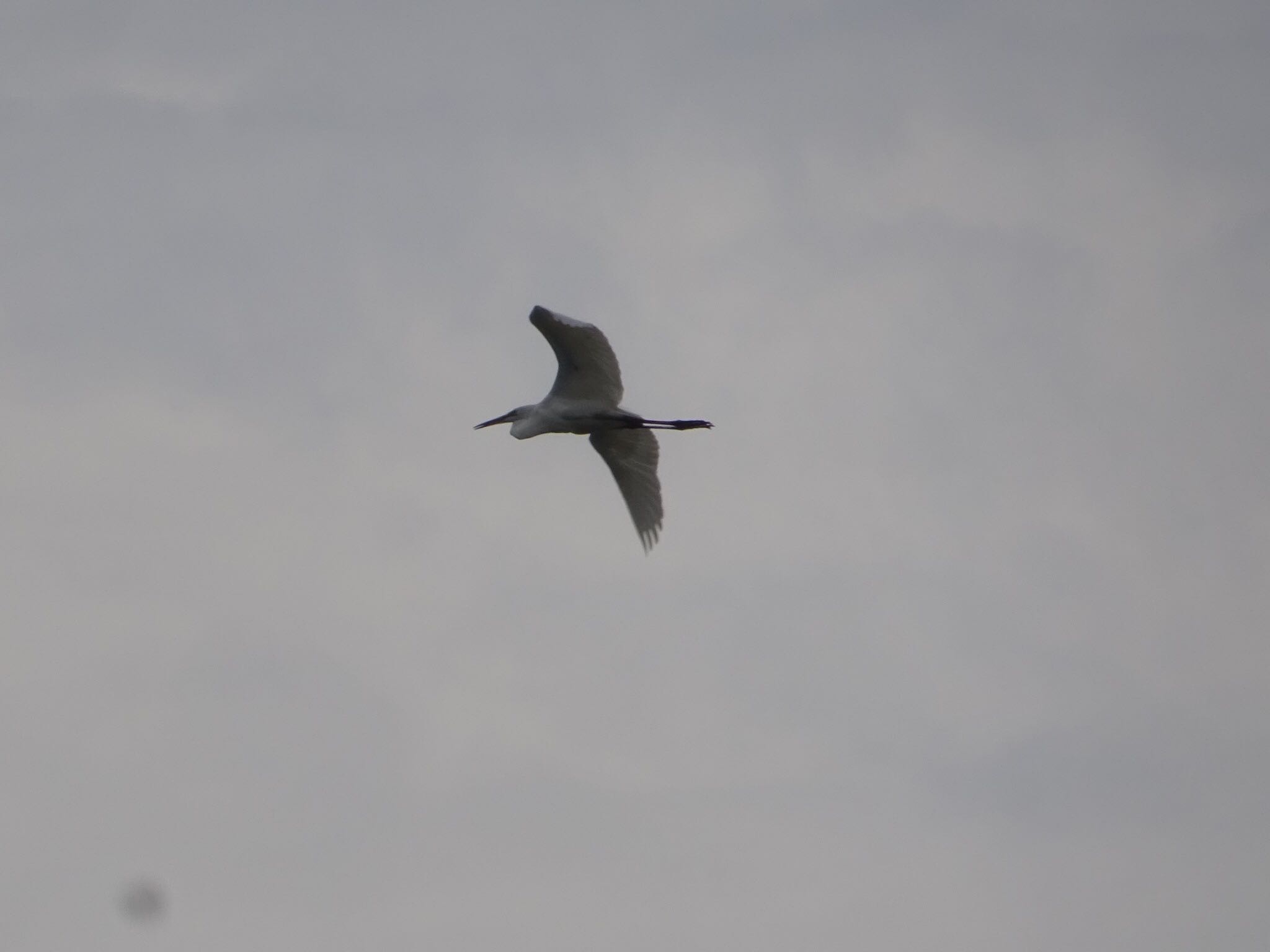 Little Egret