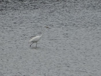 Little Egret 内之浦ひがた親水公園 Tue, 6/22/2021