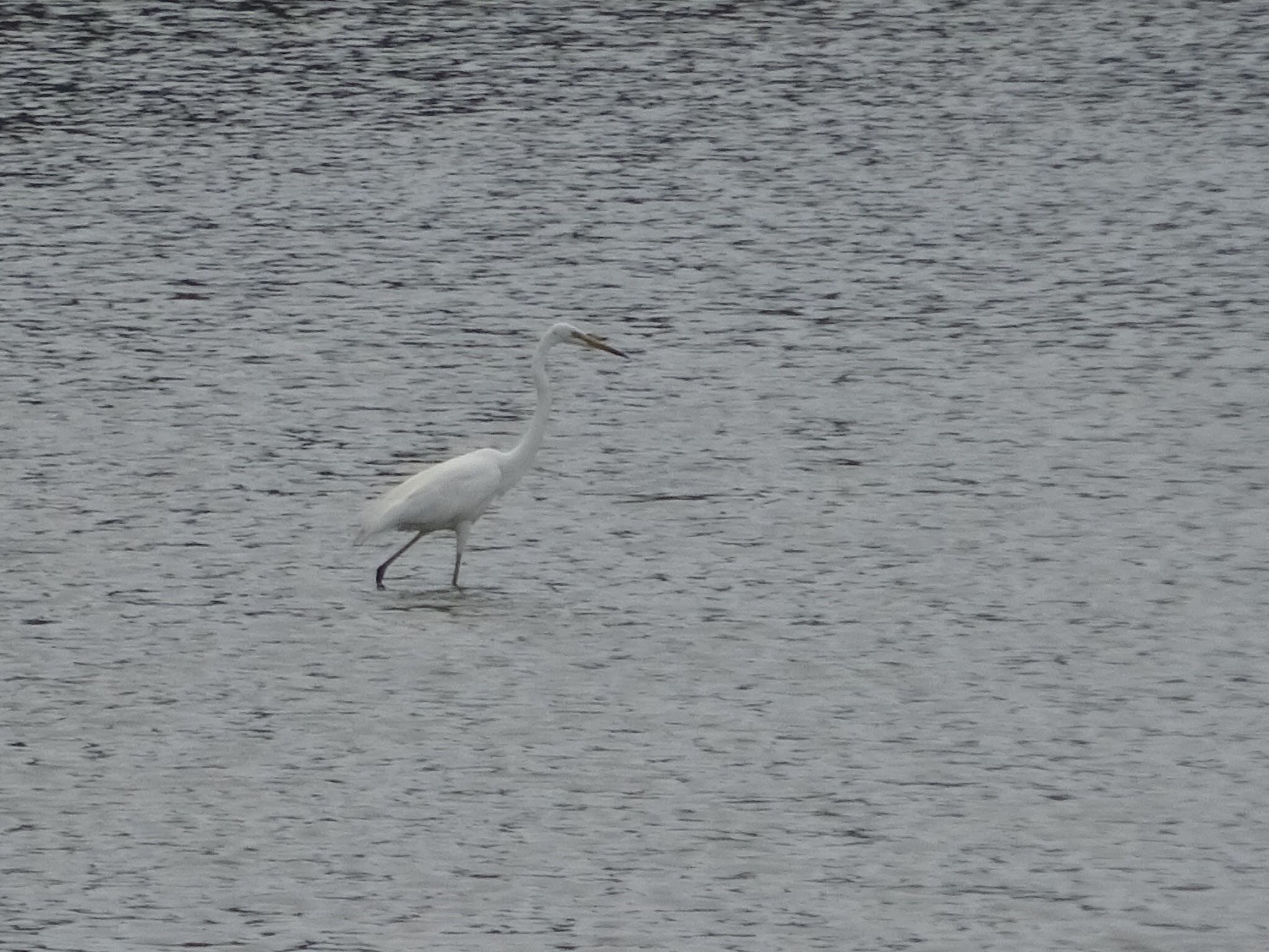 Little Egret