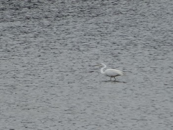 Little Egret 内之浦ひがた親水公園 Tue, 6/22/2021