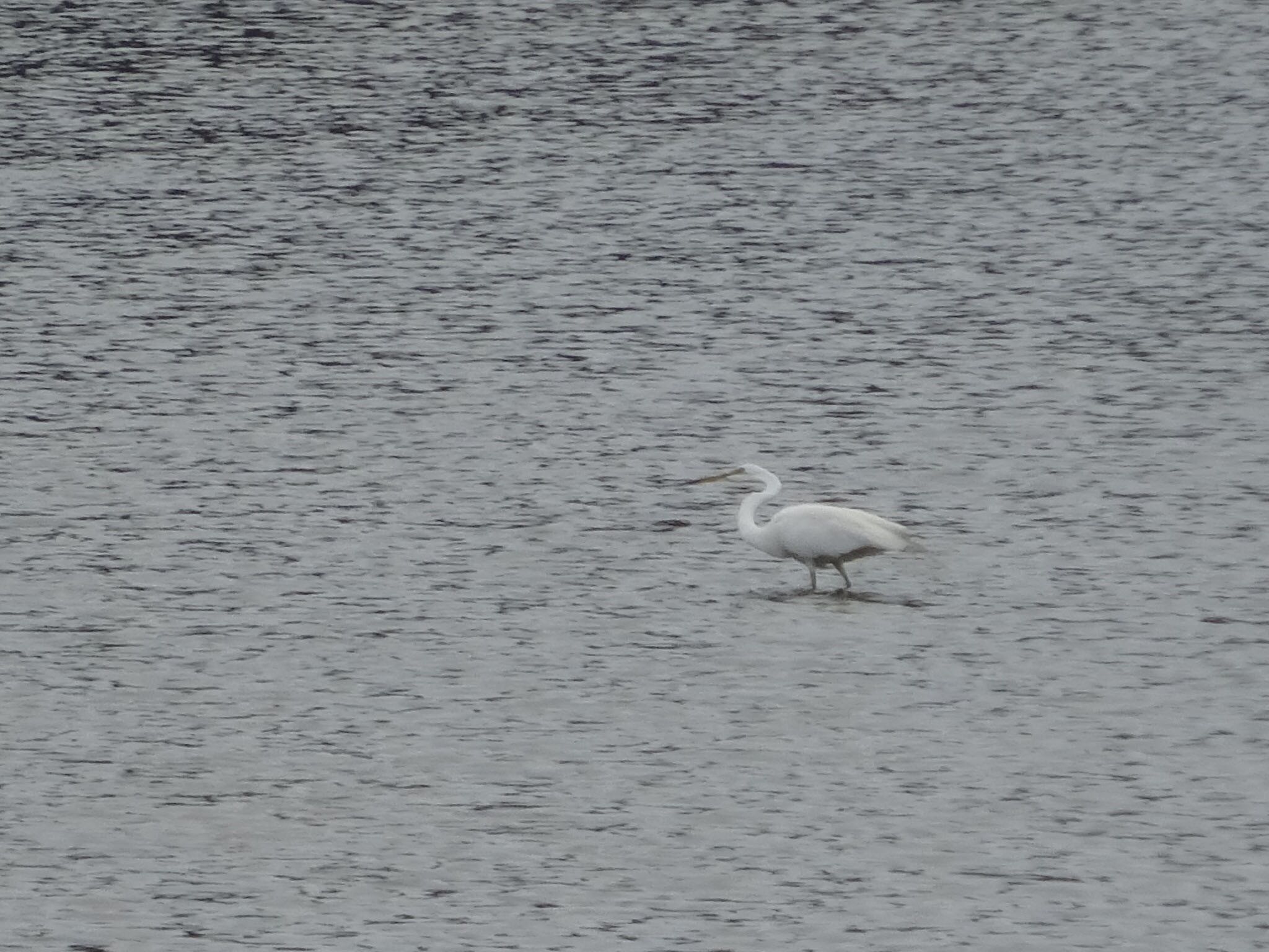 Little Egret