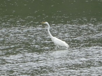 Little Egret 内之浦ひがた親水公園 Tue, 6/22/2021