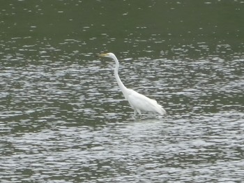 Tue, 6/22/2021 Birding report at 内之浦ひがた親水公園