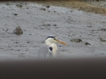 Grey Heron 内之浦ひがた親水公園 Tue, 6/22/2021