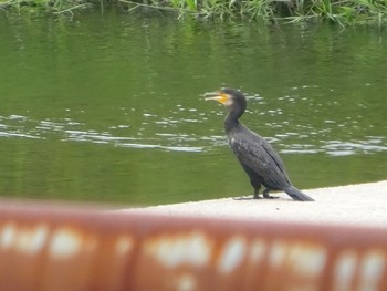 Great Cormorant ひき岩群国民休養地 Tue, 6/22/2021