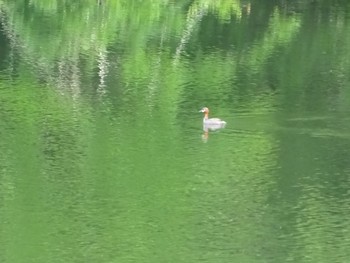 Little Grebe ひき岩群国民休養地 Tue, 6/22/2021