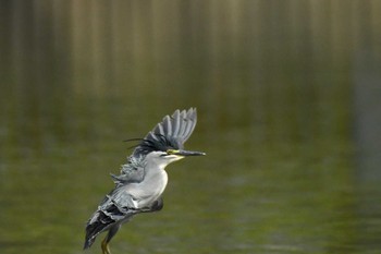 2021年6月15日(火) 都立浮間公園の野鳥観察記録