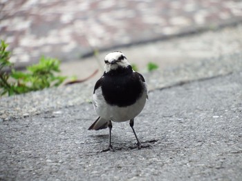 White Wagtail 追浜 Tue, 6/22/2021