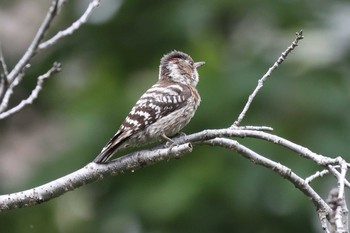 Japanese Pygmy Woodpecker 夙川河川敷公園 Sun, 5/16/2021