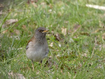 シロハラ 長居公園植物園 2017年3月24日(金)