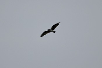 2021年6月22日(火) ふなばし三番瀬海浜公園の野鳥観察記録