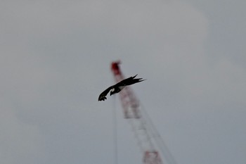 Osprey Sambanze Tideland Tue, 6/22/2021