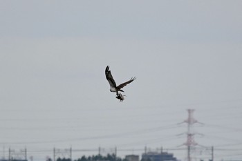 ミサゴ ふなばし三番瀬海浜公園 2021年6月22日(火)