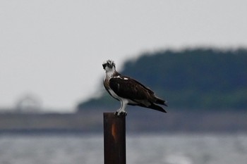 Osprey Unknown Spots Tue, 6/22/2021