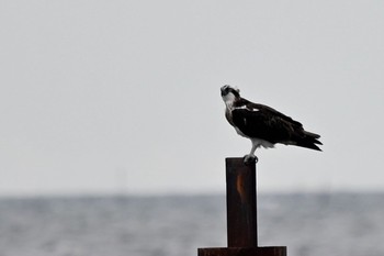 ミサゴ ふなばし三番瀬海浜公園 2021年6月22日(火)