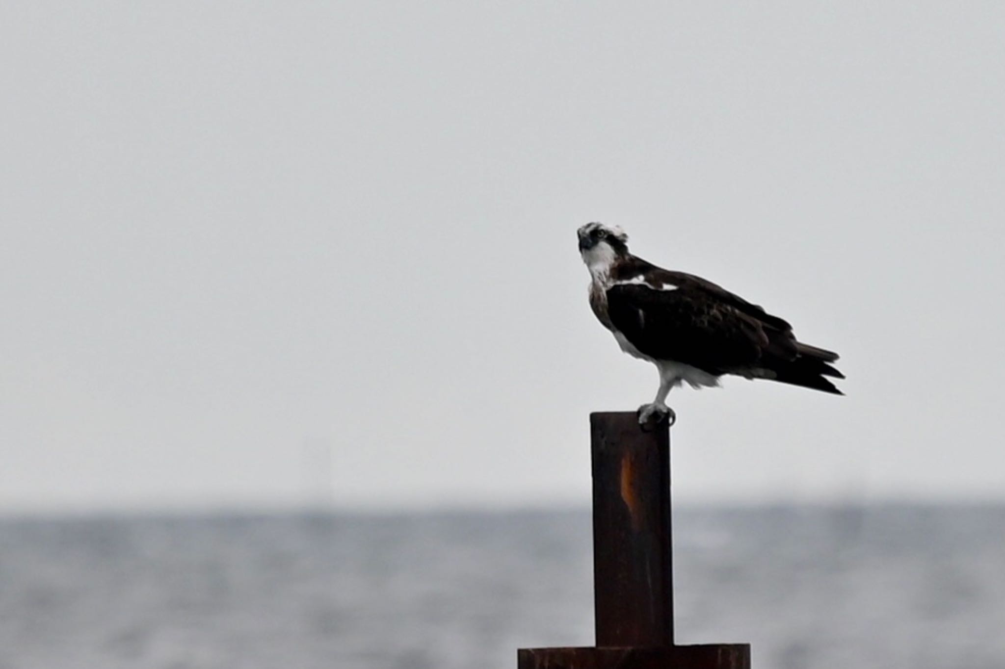 ふなばし三番瀬海浜公園 ミサゴの写真 by Z秀丸