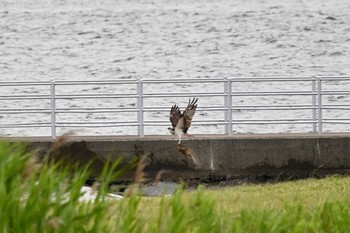 Osprey Sambanze Tideland Tue, 6/22/2021