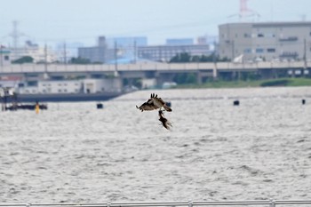 Osprey Sambanze Tideland Tue, 6/22/2021