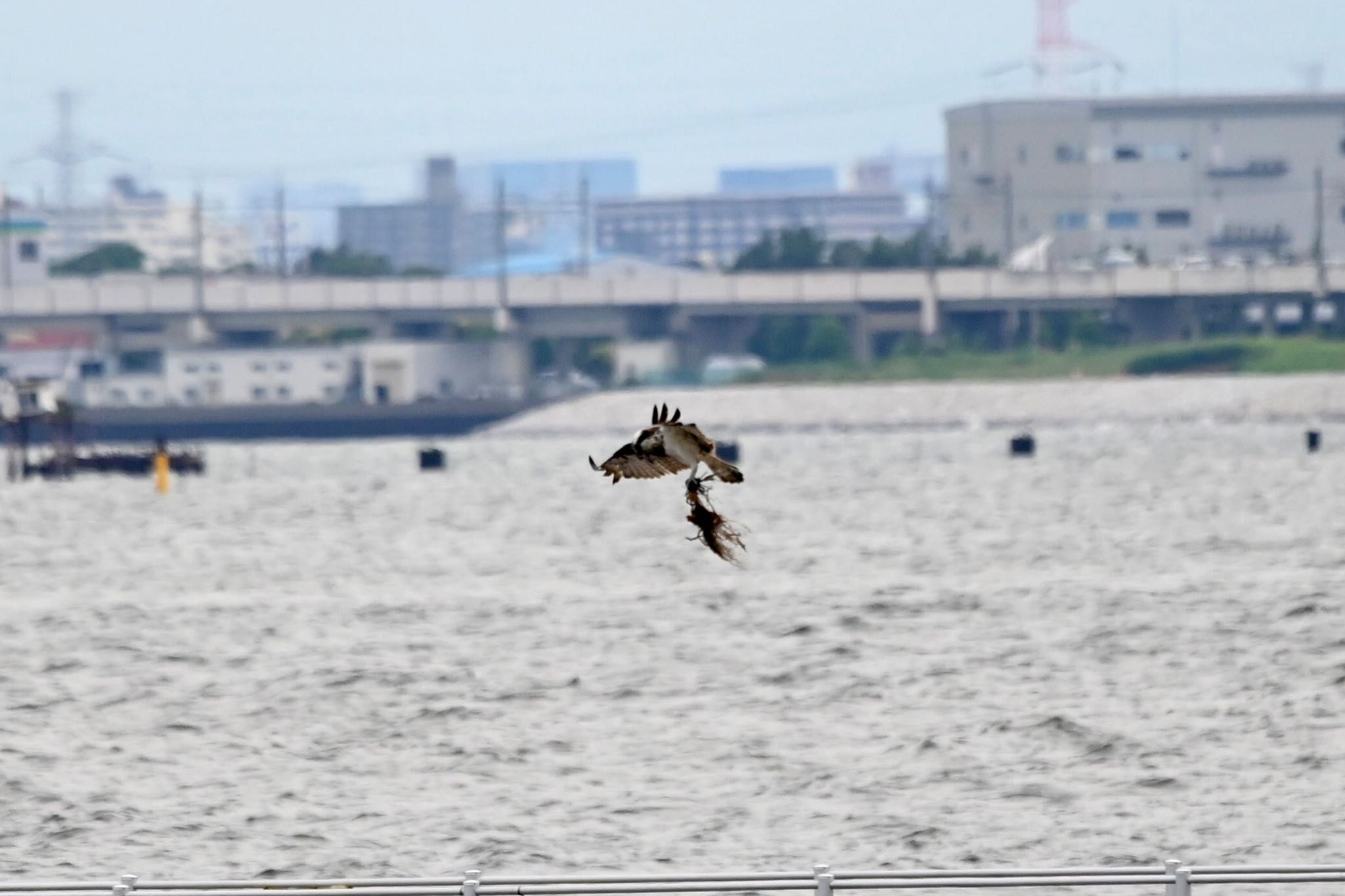 ふなばし三番瀬海浜公園 ミサゴの写真 by Z秀丸